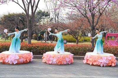 又是一年賞櫻時！第十屆中國（鶴壁）櫻花季啟幕 劇本活動